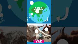 Animal Alphabet: Y is for Yak | PBS KIDS #Shorts