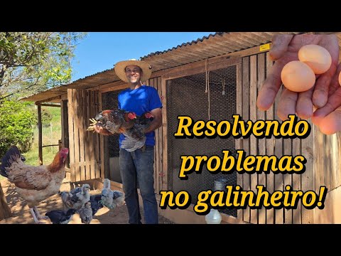 5-month-old chickens ready to go, wood stove news, and how to get rid of mites and egg-pecking