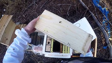 Starting Beekeeping - Installing a Package of Bees 2016 in Alaska. How to install a package of bees.