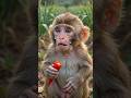 🌶️ Baby Monkey’s Sweet Chili Harvest Adventure 🐵 | Funny Farm Vlog #45 #shorts