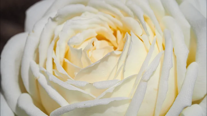 Rose JEANNE MOREAU Meidiaphaz blooming beautifully...