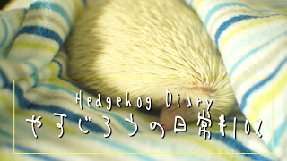 アルビノハリネズミがずーーーーっと寝てる動画!!　Sleeping albinohedgehog!!《 Hedgehog diary やすじろうの日常#102 》