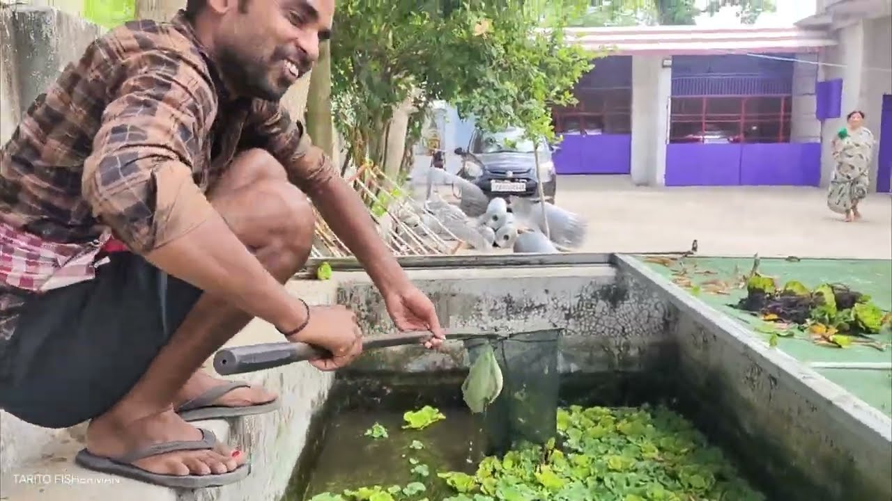 Tank Chaos Unleashed! Monster Snakehead Escapes, Silu Fights Back