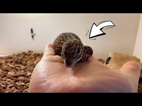 우리집 도마뱀이 달라졌어요🦖 엄마랑 수다떨며~