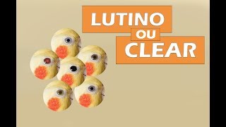 Como saber a diferença entre o Lutino e o Arlequim Clear ?