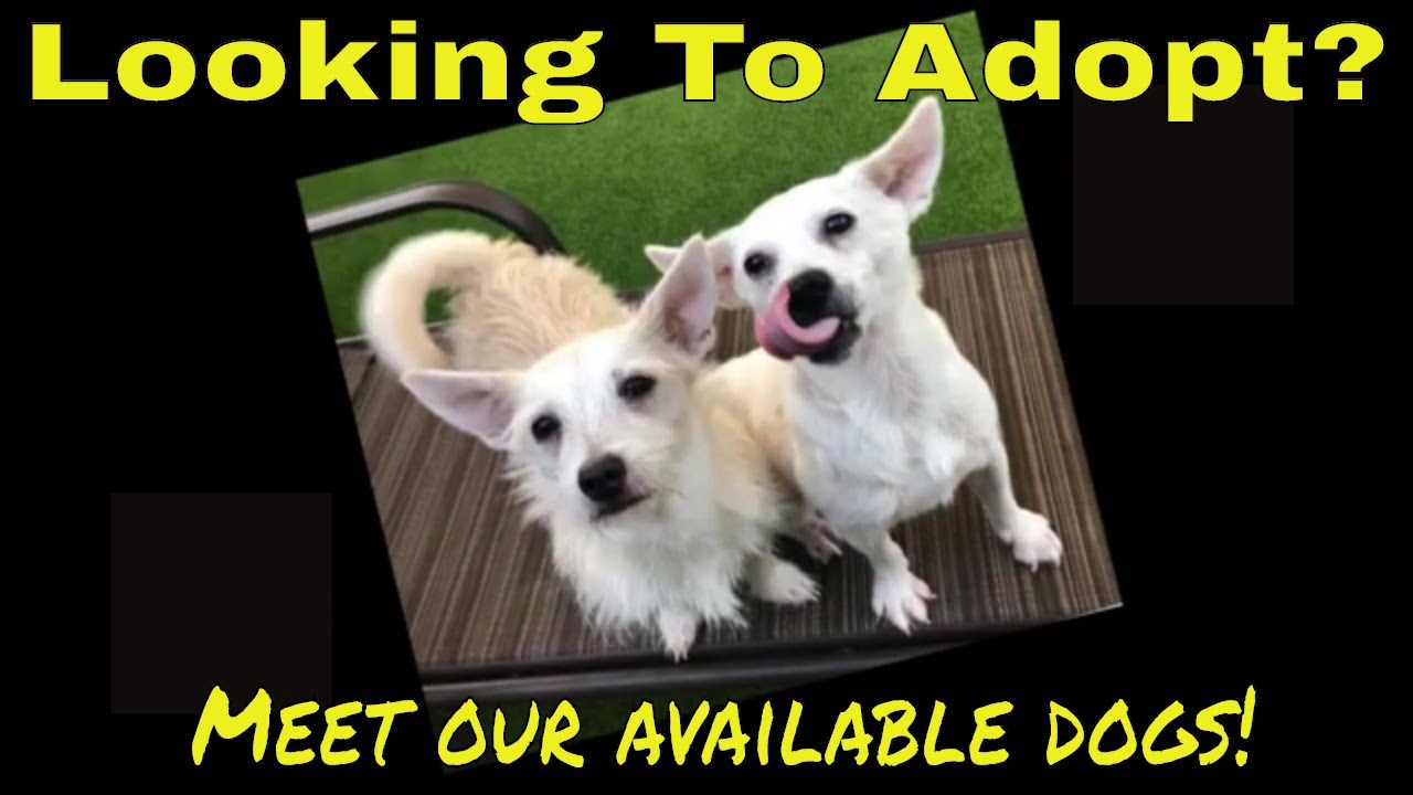 Available Dogs Fort Lauderdale Florida YouTube