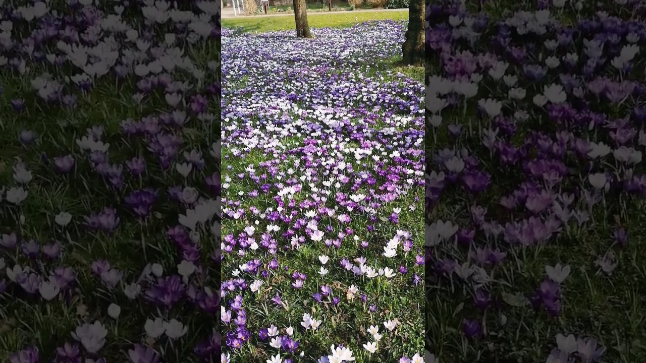 Spring in Europe Hamburg Germany ❤️