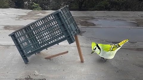 Make auto bird trap EASY!