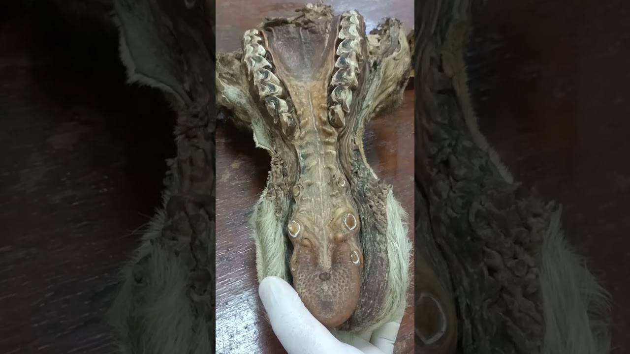 Hard palate comparative دكتور رمضان ساري