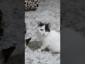 Shorts | Funniest Cats and Dogs 🐶🐱 | Funny Animal Videos 19