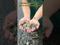 Countless adorable lives - fish fry from southern China