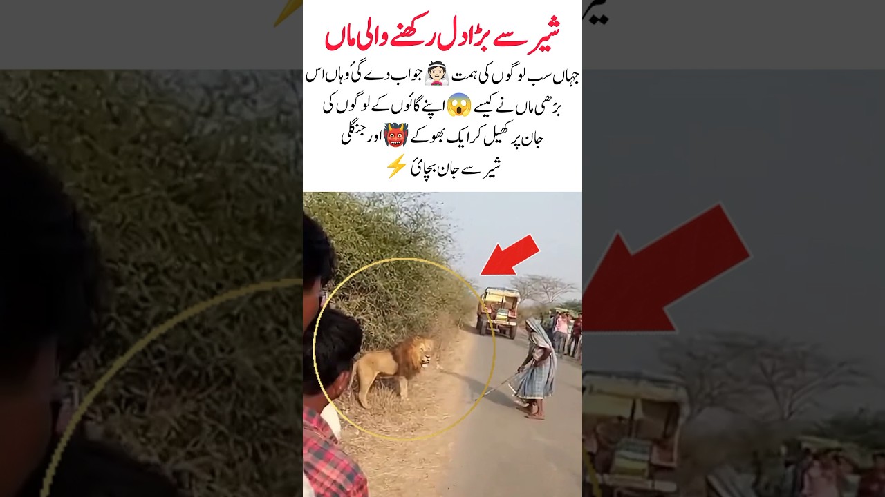 Mother Protect People From Lion In Jungle 