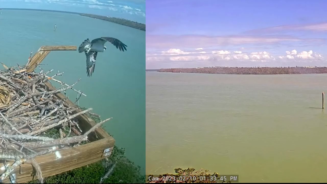 Captiva Osprey - Angus dives from the perch and catches a fish - 2023-02-10