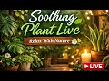 Soothing Plant Live | Relax With Nature