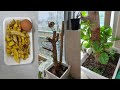 바나나껍질과 생계란으로 천연식물영양제 만들기｜Making natural plant nutrients with banana peel and raw eggs