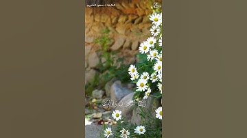 ﴿ رَبِّ اجعَلني مُقيمَ الصَّلاةِ وَمِن ذُرِّيَّتي رَبَّنا وَتَقَبَّل دُعاءِ ﴾ | #سورة_إبراهيم