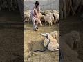 Behd Par Naag Behd Par Naag