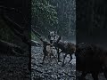 How a weak mother saves her baby 🦌#horrortok #animals #animal