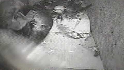 swift enters the wrong nest box