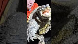 MEANEST SNAPPING TURTLE IN THE OUTER BANKS! #obxoutdoors