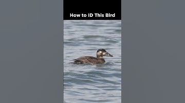 Can you identify this dark duck?