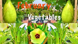 Top 10 Summer Vegetable Seeds To Sow In February In Container At Home Garden/ February Vegetables