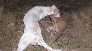 Dogo Argentino Vs Mountain Lion - Cougar Puma Vs Dogo Argentino in a real fight - PITDOG