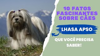 ‍10 Fatos Fascinantes Sobre Cães Lhasa Apso Que Você Precisa Saber!