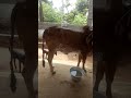 gir cow for sales near kanyakumari