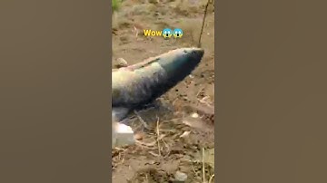 big grass carp fish catch 😱😱😱 #fishing #video #shorts