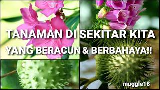 MUST-KNOW! THESE DANGEROUS PLANTS ARE OFTEN ALL AROUND US!!
