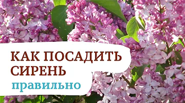 Сажаем сирень правильно