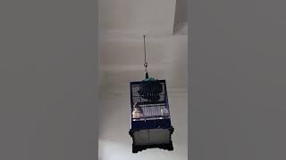 Wambi gacor ngeroll panjang @anggaprimanda84 