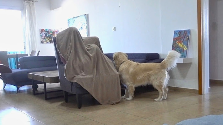 Playing Hide and Seek with My Dog