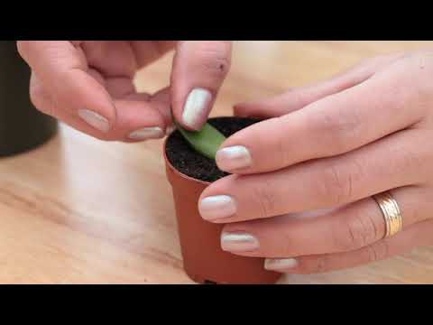 Vidéo: Comment faire pousser le bout des doigts - En savoir plus sur la culture d'une plante Lady Fingers