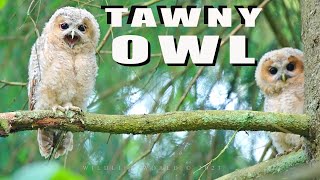 Tawny owl. Young birds in the forest by Wildlife World 4,362 views 10 months ago 3 minutes, 3 seconds