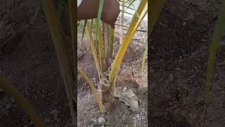 Use crystal salt to prevent sodium deficiency in coconut plants