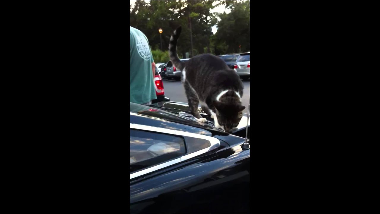 Cat pees on a car YouTube