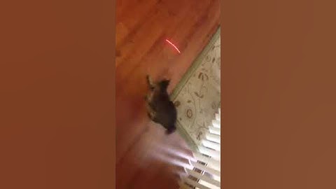 Catnip and a laser pointer.