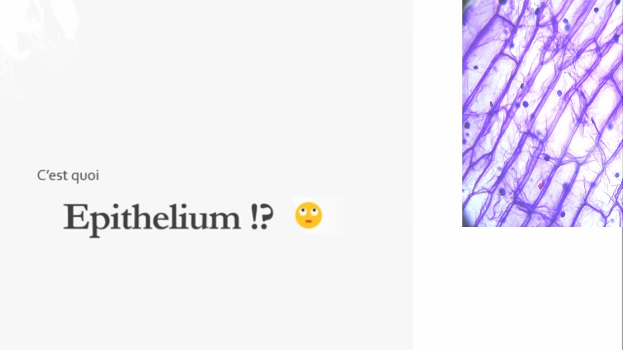 C'est quoi Épithélium 🤔?! - Résumé - Histologie