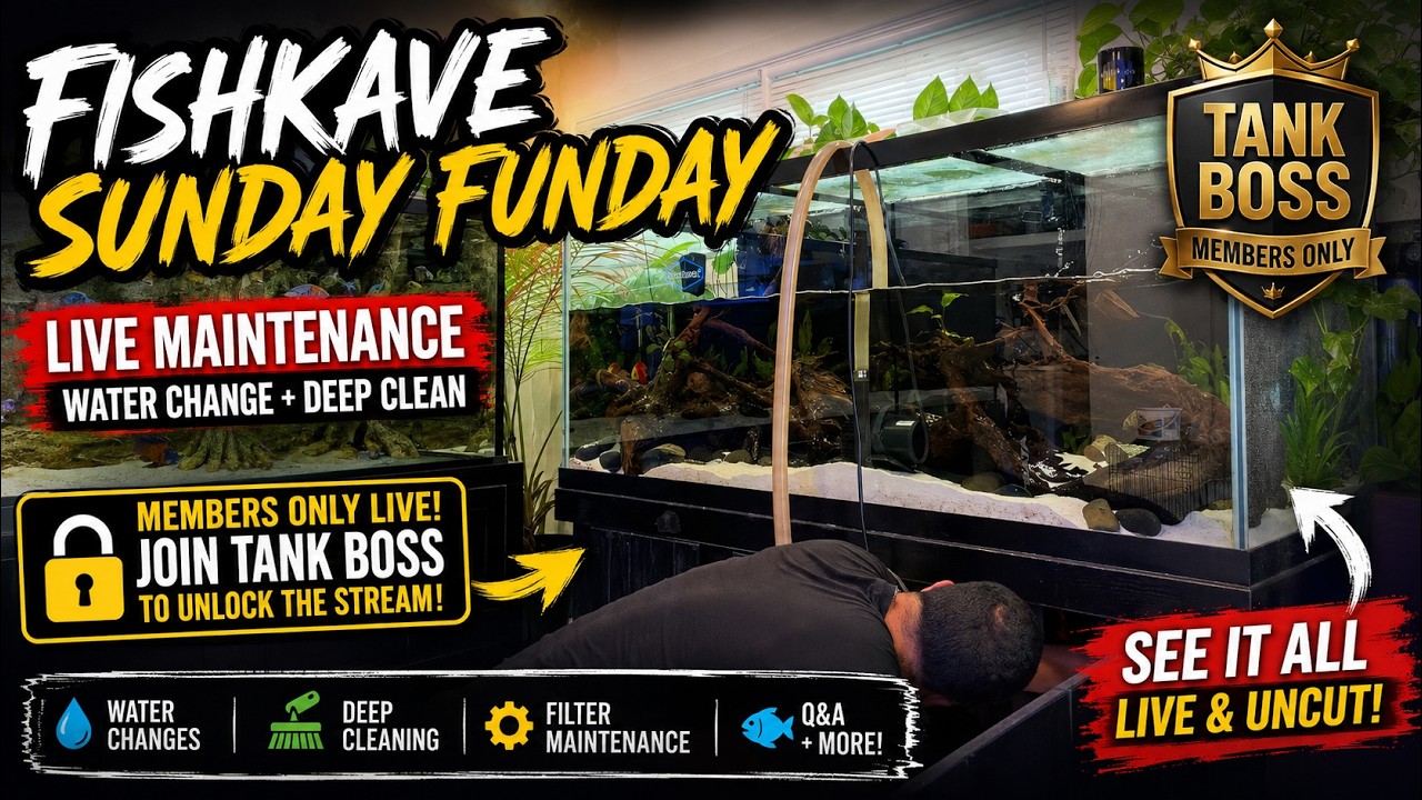FishKave Sunday Funday | Splash #3💦