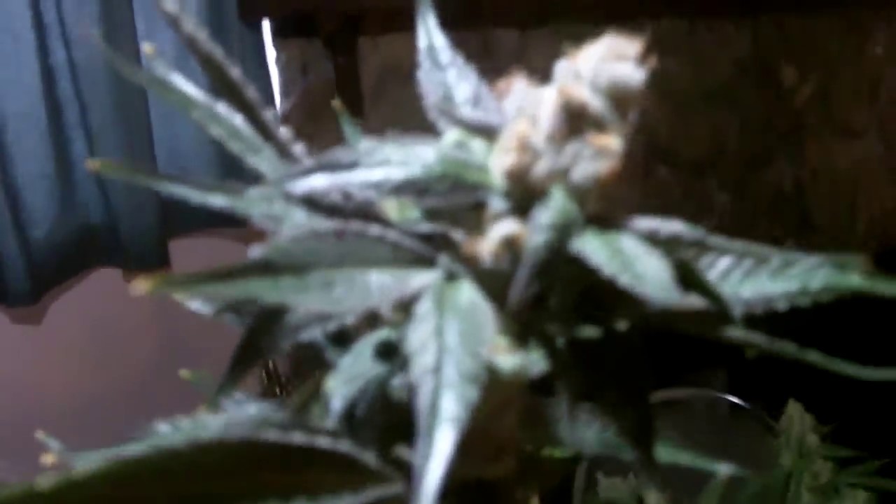 NYCD & Critical Sensi Star Harvest