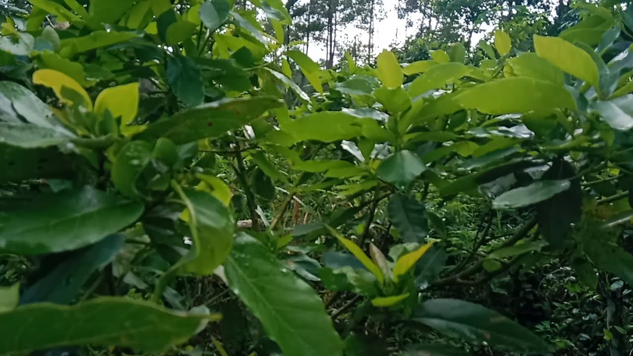 #PUPUKMASA TRANSISI POHON ALPOKAT AG.......