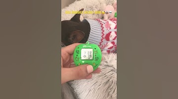 digi buddies secret code 👩🏼‍💻