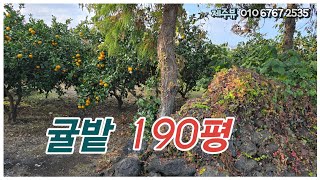 애월읍 하가리 분위기 정말 좋은 작은과수원 1억5천