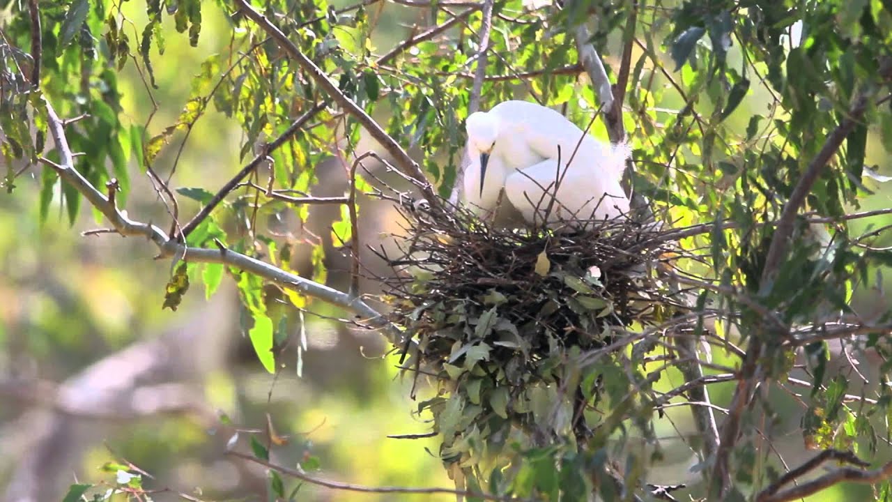 Egret Nest