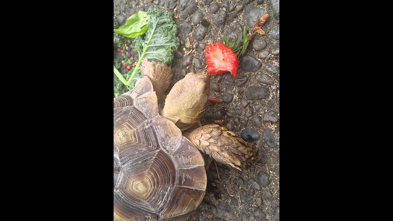 4 year old Russian Speckled Tortoise eating a strawberry YouTube