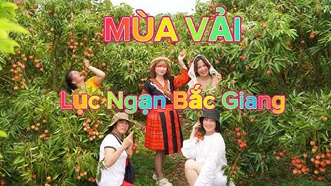 Mùa Vải làng Muối Lục Ngạn Bắc Giang