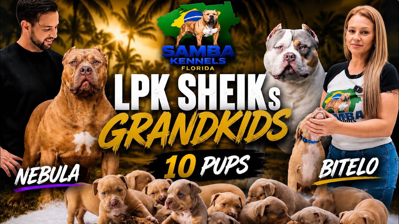 Meet Our New Puppies | Sheik's Grandkids Are Here! - YouTube