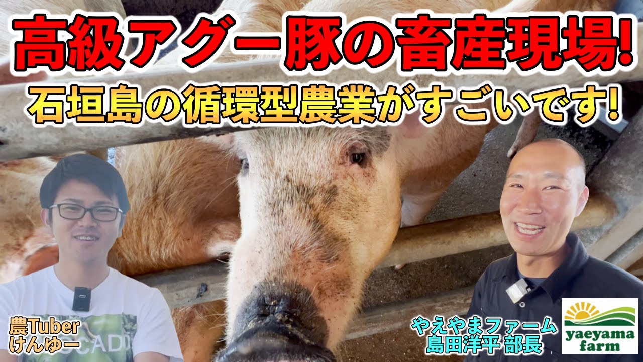 ぶたづーう様　まとめ Amazing] How to raise high-quality Agu black pigs! Utilizing a
